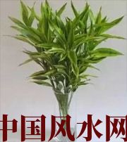 上海十二生肖养什么植物最旺财运？你知道吗！